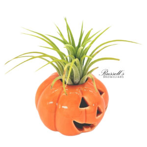 HALLOWEEN PUMPKINS WITH AIR PLANTS