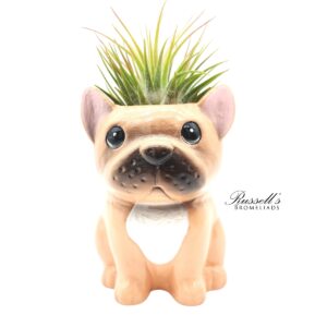 ANIMAL POTS – PUPPY COLLECTION WITH AIR PLANTS