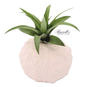 SEASHELL INSPIRATIONS WITH AIR PLANTS