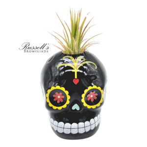 SUGAR SKULL COLLECTION WITH AIR PLANTS