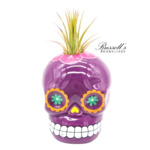 SUGAR SKULL COLLECTION WITH AIR PLANTS