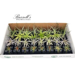 THE SPRING AIR PLANT COUNTER DISPLAY (32 PLANTS)