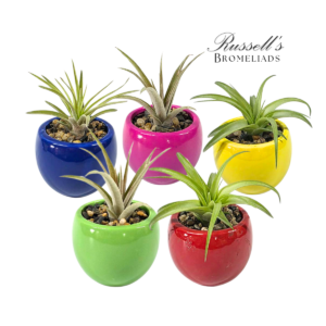 VIBRANT COLLECTION WITH AIR PLANTS