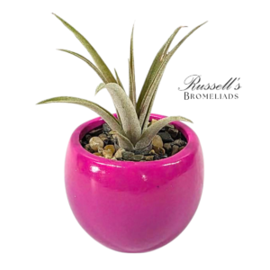 VIBRANT COLLECTION WITH AIR PLANTS