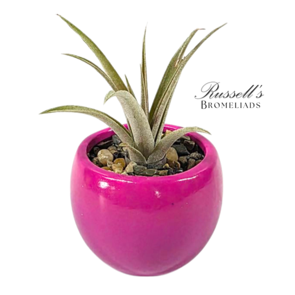 VIBRANT COLLECTION WITH AIR PLANTS - Image 2