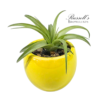 VIBRANT COLLECTION WITH AIR PLANTS - Image 3