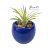 VIBRANT COLLECTION WITH AIR PLANTS - Image 4