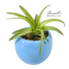 VIBRANT COLLECTION WITH AIR PLANTS - Image 5