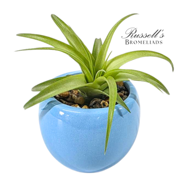 VIBRANT COLLECTION WITH AIR PLANTS - Image 5