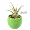 VIBRANT COLLECTION WITH AIR PLANTS - Image 6