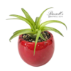 VIBRANT COLLECTION WITH AIR PLANTS - Image 7