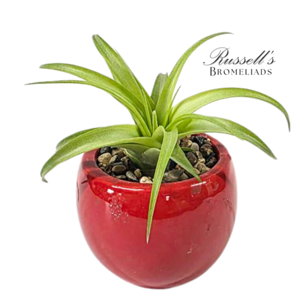 VIBRANT COLLECTION WITH AIR PLANTS - Image 7