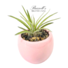 VIBRANT COLLECTION WITH AIR PLANTS - Image 8