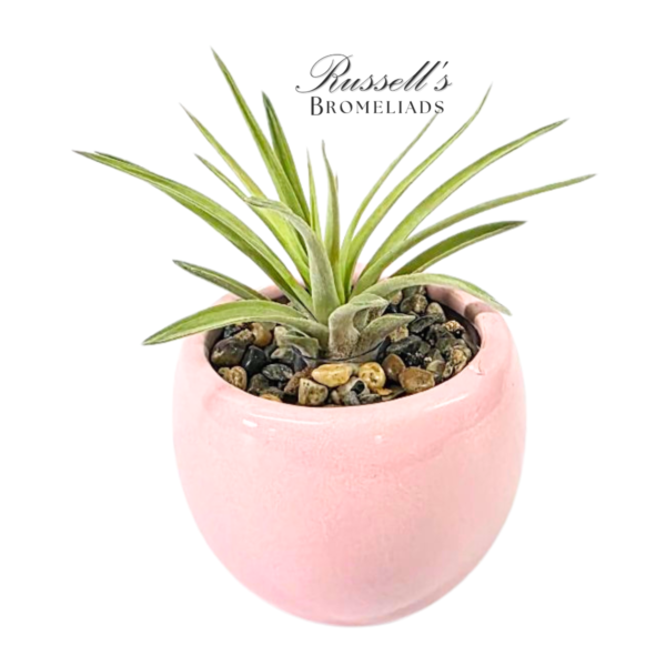 VIBRANT COLLECTION WITH AIR PLANTS - Image 8