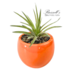 VIBRANT COLLECTION WITH AIR PLANTS - Image 9