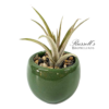 VIBRANT COLLECTION WITH AIR PLANTS - Image 10