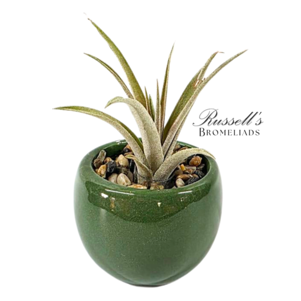 VIBRANT COLLECTION WITH AIR PLANTS - Image 10