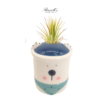 WINTER WONDERLAND COLLECTION WITH AIR PLANTS - Image 3