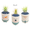 WINTER WONDERLAND COLLECTION WITH AIR PLANTS