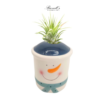 WINTER WONDERLAND COLLECTION WITH AIR PLANTS - Image 4