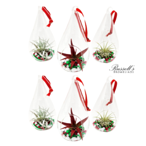 HOLIDAY TEAR DROP TERRARIUMS WITH AIR PLANTS