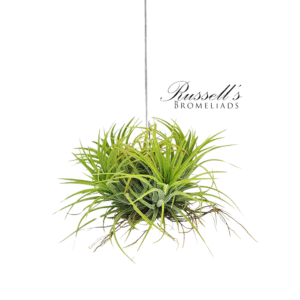 IONANTHA DRUID HANGING CLUSTER, 4-6