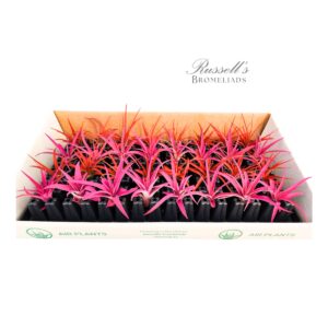 THE VALENTINE AIR PLANT COUNTER DISPLAY (32 PLANTS)