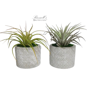 GARDEN IN BLOOM (GREY)