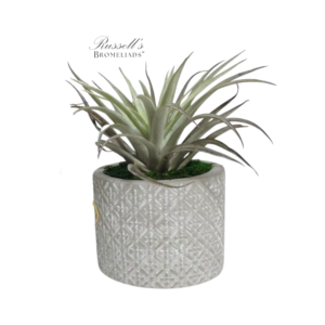 GARDEN IN BLOOM (GREY)