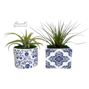 ROYAL BLOOM (MEDIUM)