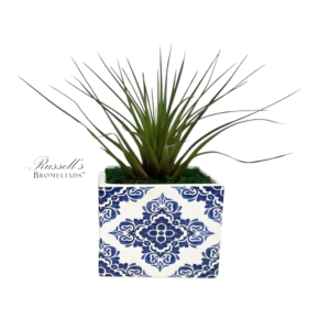 ROYAL BLOOM (MEDIUM)