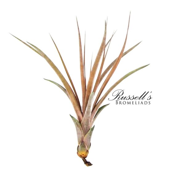 CAPITATA MAROON, 4-7"