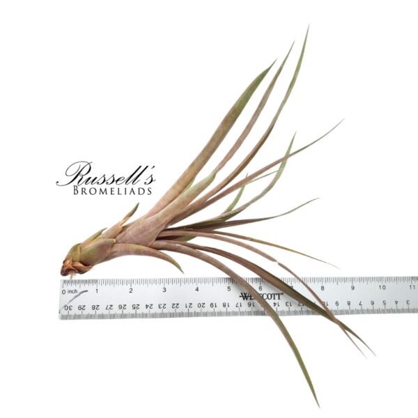 CAPITATA MAROON, 4-7" - Image 2