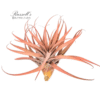 CAPITATA PEACH, 7-10" - Image 4