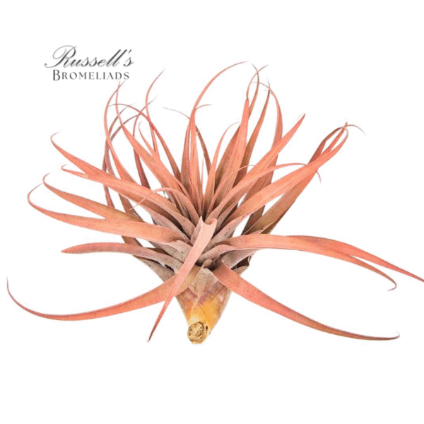 CAPITATA PEACH, 7-10" - Image 4