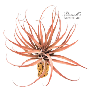 CAPITATA PEACH, 7-10