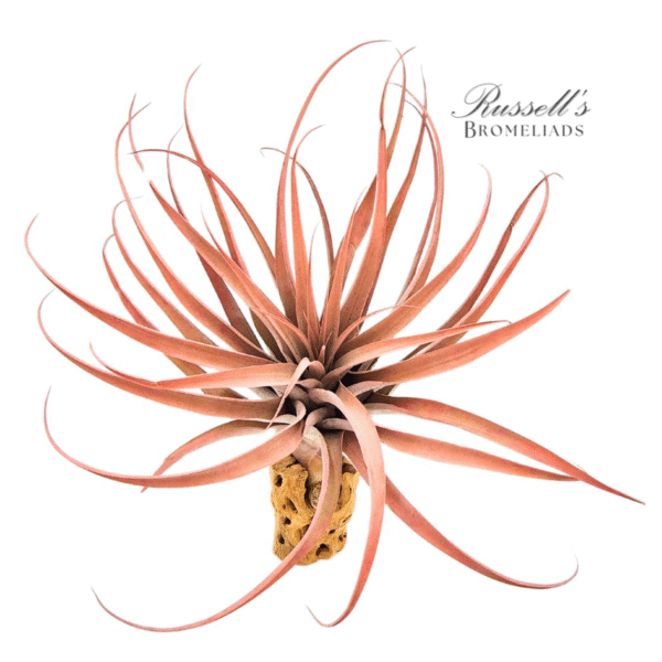 CAPITATA PEACH, 7-10" - Image 2