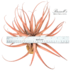 CAPITATA PEACH, 7-10" - Image 3