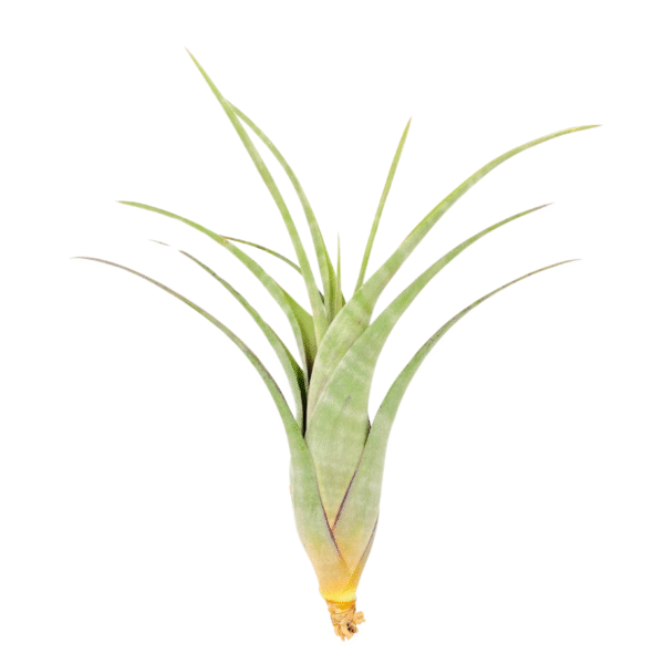 FLEXUOSA, 6-7"