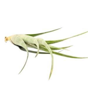 FLEXUOSA, 6-7