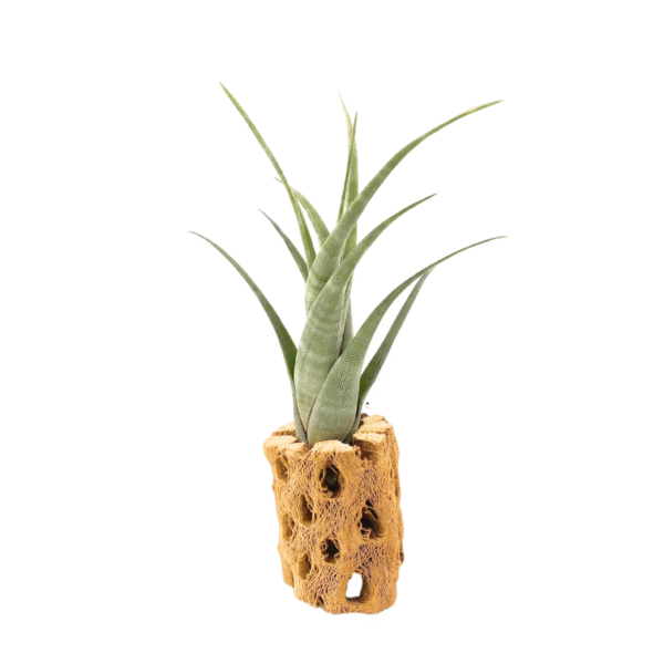 FLEXUOSA, 6-7" - Image 3