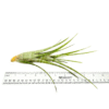 FLEXUOSA, 6-7" - Image 4