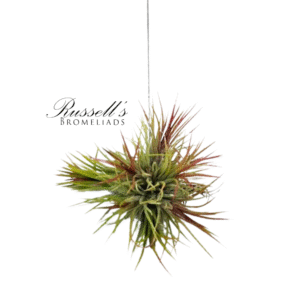 ION FUEGO HANGING CLUSTER, 2-4