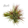 ION FUEGO HANGING CLUSTER, 2-4"