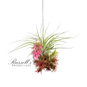 ION MIX HANGING CLUSTER, 2-4