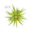 IONANTHA VANHYNINGII, 2-4" - Image 3