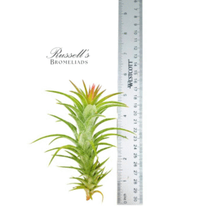 IONANTHA VANHYNINGII, 2-4