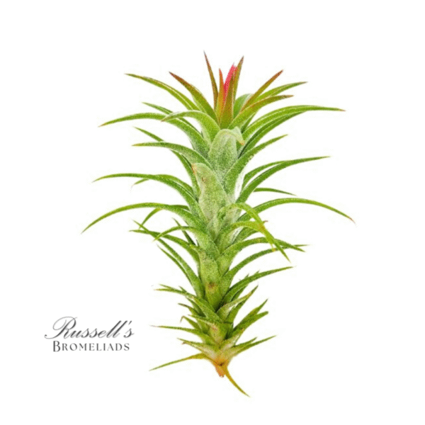 IONANTHA VANHYNINGII, 2-4"