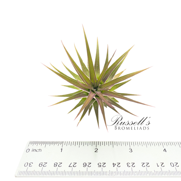 IONANTHA HUAMELULA, 2-3" - Image 5