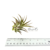 IONANTHA HUAMELULA, 2-3" - Image 4